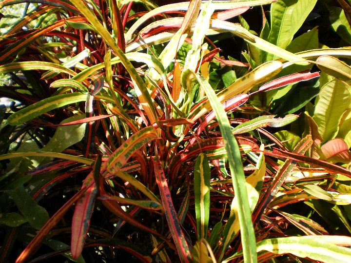 Acalypha wilkesiana cultiva.JPG - Acalypha wilkesiana cultiva